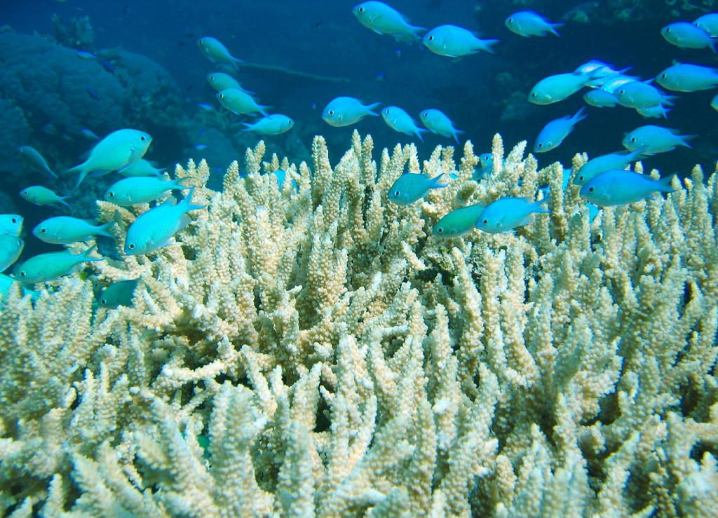 Chromis viridis (Castagnola verde)